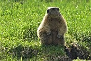 31 Una bella marmotta ci osserva